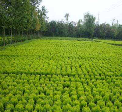 小區(qū)綠化工程施工對資質有哪些要求?