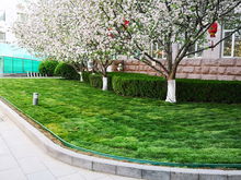 園林集團改造豐臺區(qū)政府院內園林綠化工程