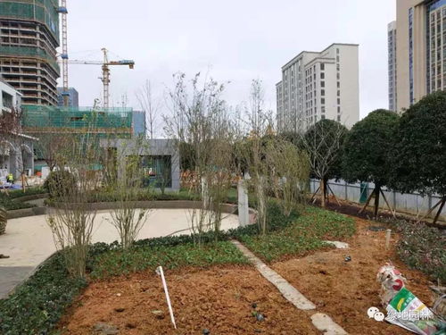 新蒲口腔醫(yī)院綠化工程項目正在施工中