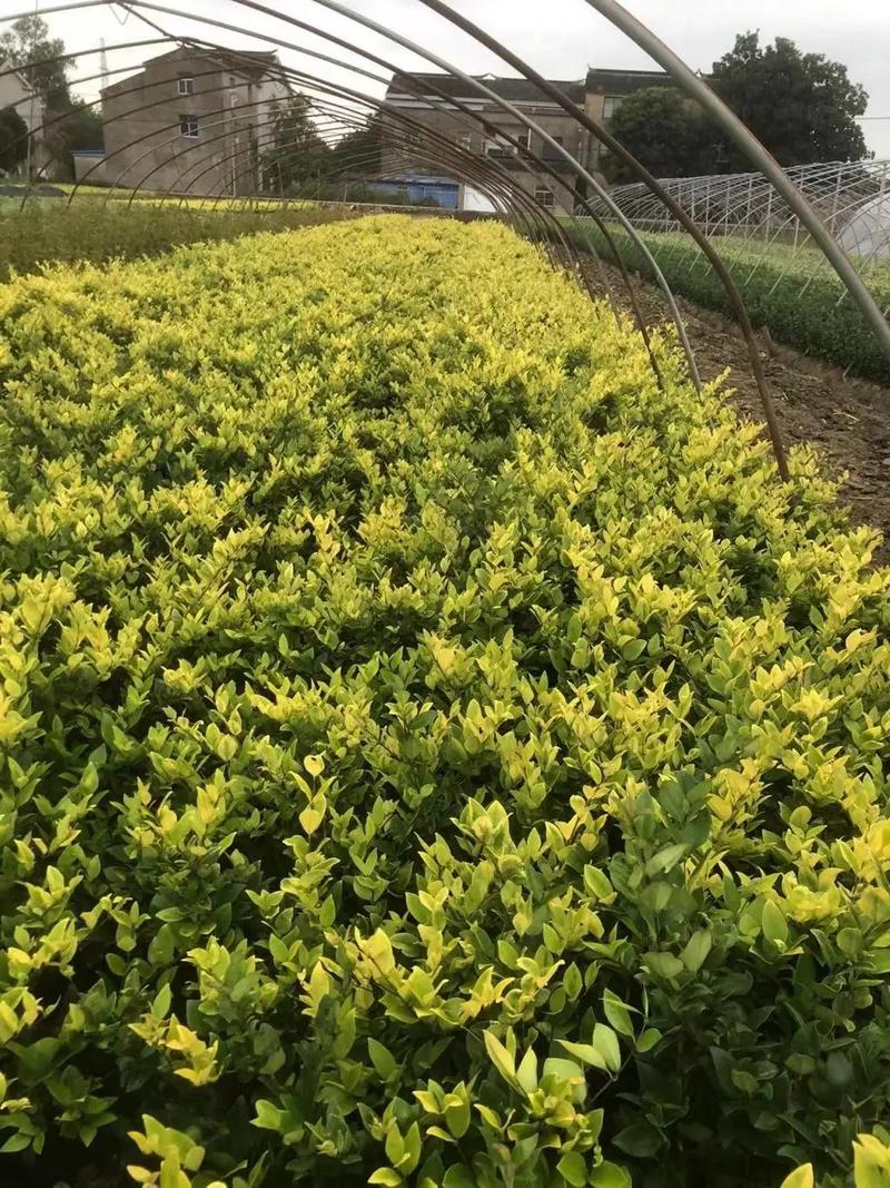 園林綠化工程苗木人 連接供需，筑造綠色與活力的空間